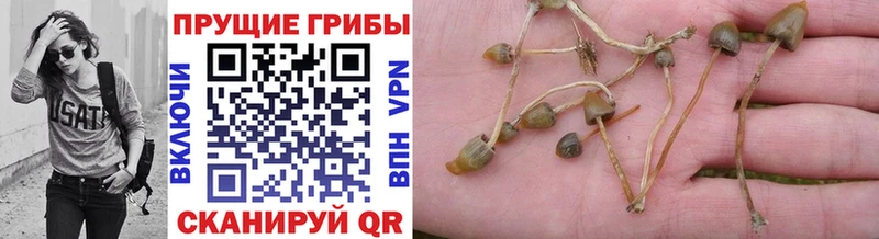 MEGA как войти  где продают наркотики  Бологое  Галлюциногенные грибы Psilocybine cubensis 